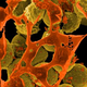 Illustration for article titled The New Global Strategy to Counter Drug-Resistant Microbes